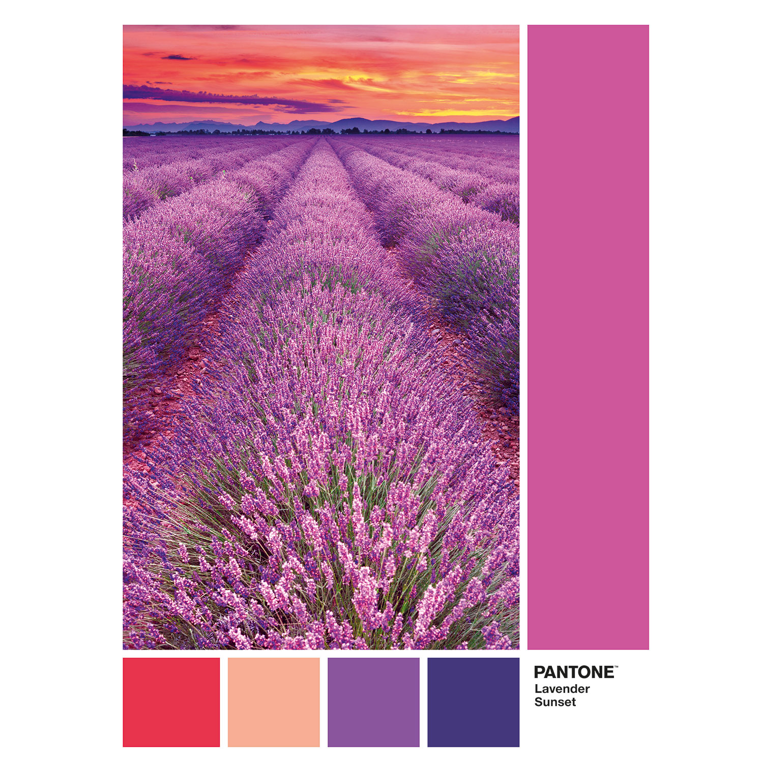 Clementoni Παζλ Pantone Μωβ Βιόλες 1000 τμχ - Image 2